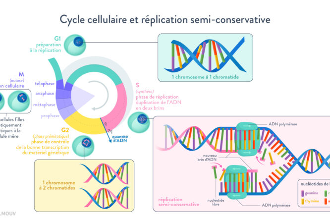 La génétique et l'évolution-1